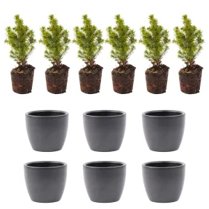 Mini Christmas tree set 6 - includes Boule Anthracite pot