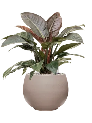 Philodendron `Imperial Red' in Rotunda Urban Office Plant With Pot 78cm Height 30.5cm Dia