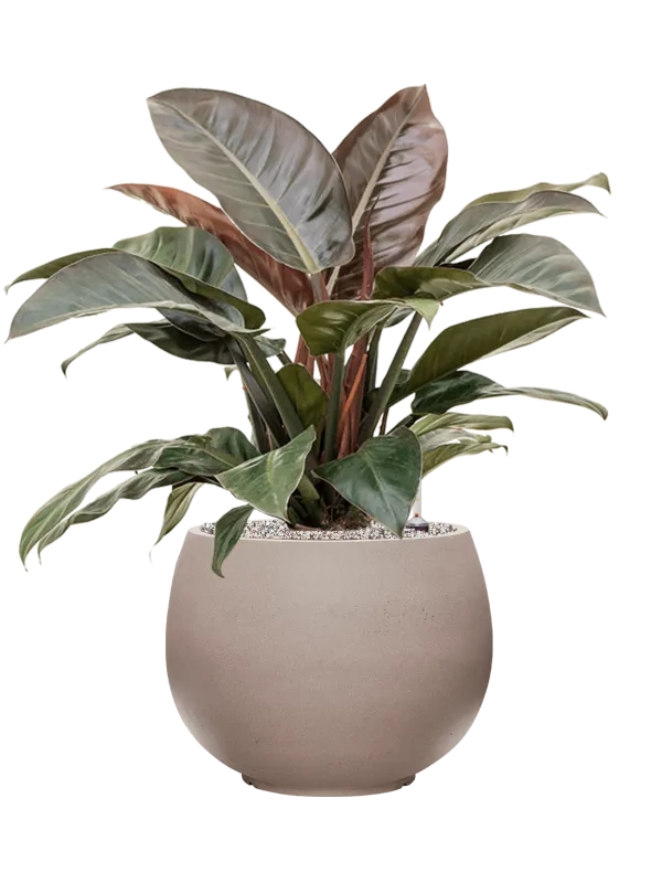 Philodendron `Imperial Red' in Rotunda Urban Office Plant With Pot 78cm Height 30.5cm Dia